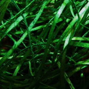 Wełna Drzewna Zielona Sianko do Wypełnień Wiórki Wypełnienie Dekoracyjne 100g